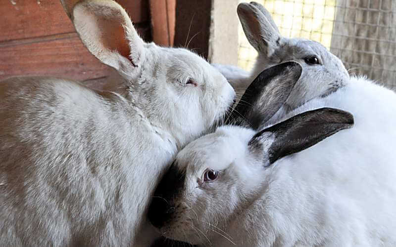 Drei Kaninchen beim Kuscheln: Sind sie nicht tolle Haustiere?